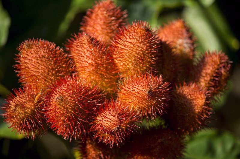 Achiote