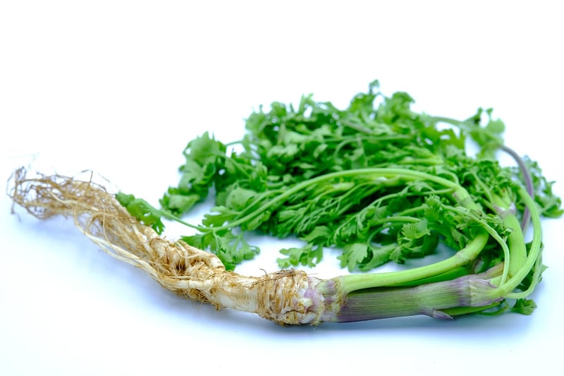 Coriander